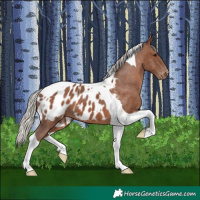 Horse Color:Silver Black Tobiano Appaloosa