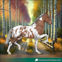 Horse Color:Silver Black Tobiano Appaloosa 