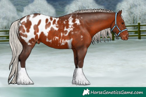 Horse Color:Silver Brown Tobiano Appaloosa 