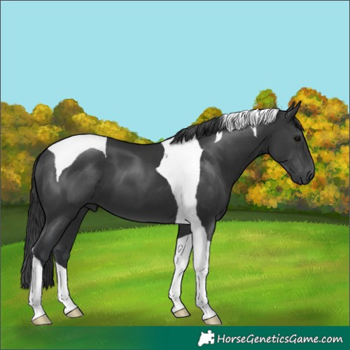 Horse Color:Black Tobiano 