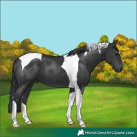 Horse Color:Black Tobiano 