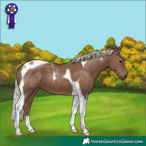 Horse Color:Silver Black Tobiano 