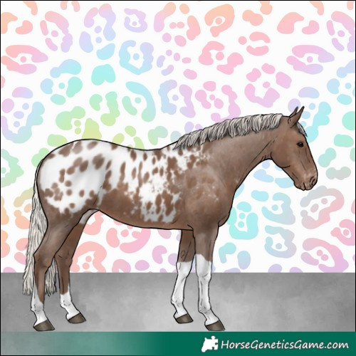 Horse Color:Silver Black Tobiano Appaloosa 