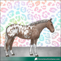 Horse Color:Silver Black Tobiano Appaloosa 