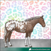 Horse Color:Silver Black Tobiano Appaloosa 