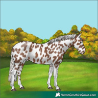 Horse Color:Silver Black Tobiano Leopard
