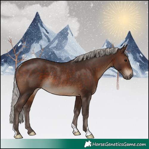 Horse Color:Silver Brown Rabicano 