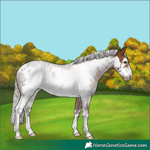 Horse Color:White Spotted Silver Brown Frame Rabicano 