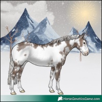 Horse Color:White Spotted Silver Black Frame Rabicano