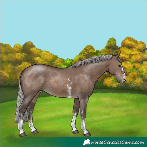 Horse Color:Silver Brown Dun Sabino Rabicano 