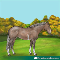 Horse Color:Silver Brown Dun Sabino Rabicano 