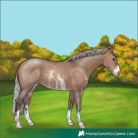 Horse Color:Silver Brown Dun Sabino Rabicano 