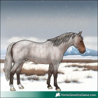Horse Color:Silver Brown Roan Rabicano 