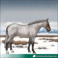 Horse Color:Silver Brown Roan Rabicano 