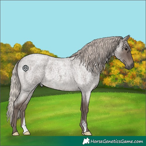 Horse Color:Silver Blue Roan 