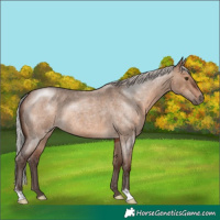Horse Color:Silver Brown Roan Dun Rabicano 