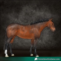 Horse Color:Brown 