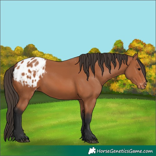 Horse Color:Bay Appaloosa 