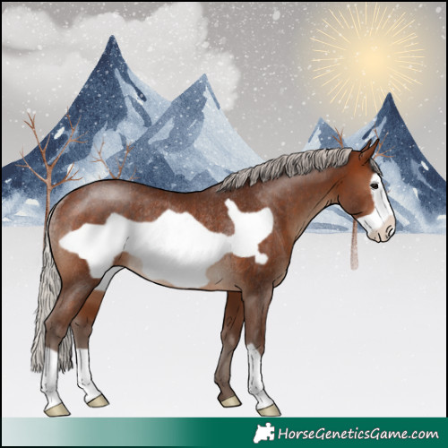 Horse Color:Silver Brown Frame Rabicano 
