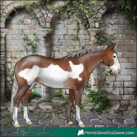 Horse Color:Silver Brown Frame Rabicano 