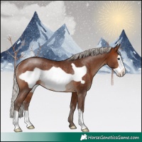 Horse Color:Silver Brown Frame Rabicano