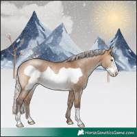 Horse Color:Silver Brown Dun Frame Rabicano 