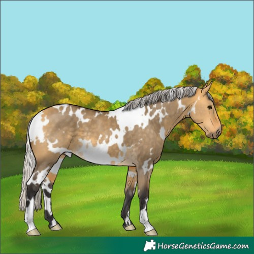 Horse Color:White Spotted Silver Buckskin Dun 