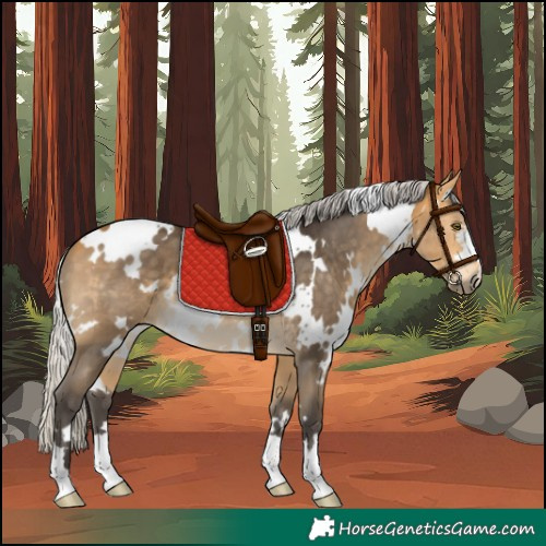 Horse Color:White Spotted Silver Buckskin 