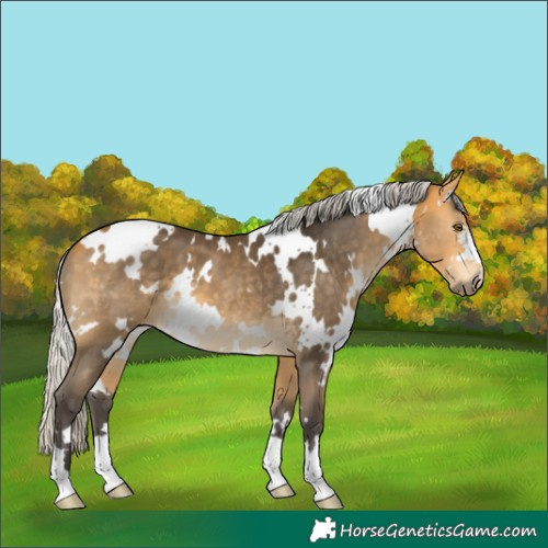 Horse Color:White Spotted Silver Buckskin 