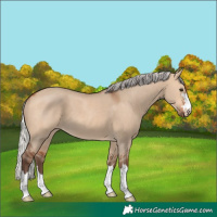 Horse Color:Silver Bay Dun 