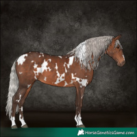 Horse Color:White Spotted Silver Brown
