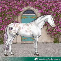Horse Color:Painted Nacre Palomino Dun Sabino Appaloosa 