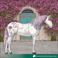 Horse Color:Painted Nacre Palomino Dun Sabino Appaloosa
