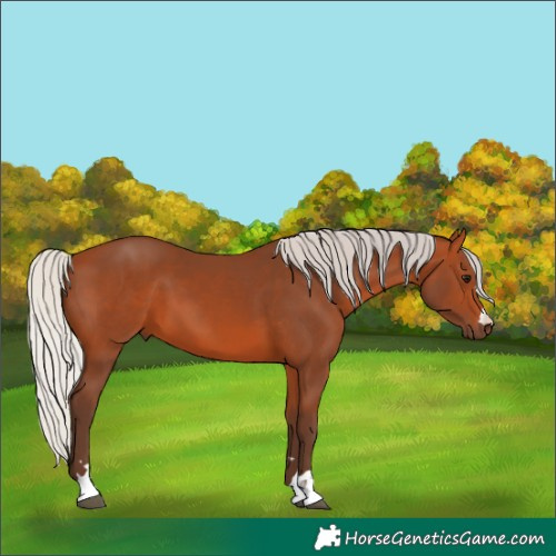 Horse Color:Silver Bay 