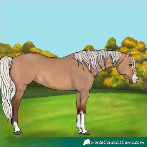 Horse Color:Silver Bay Dun 