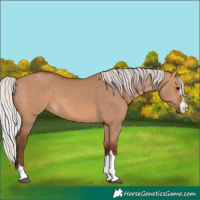 Horse Color:Silver Bay Dun