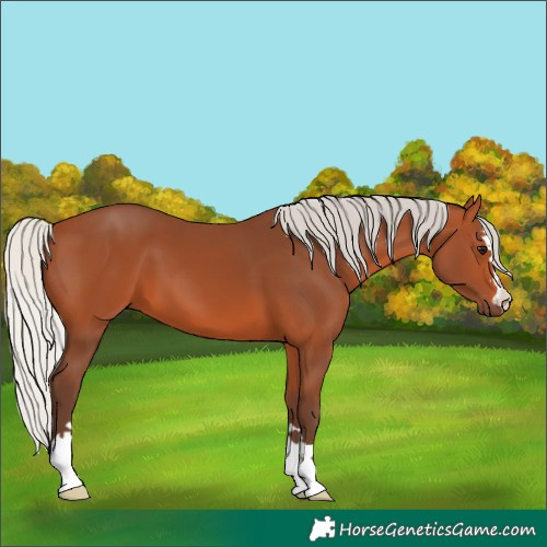 Horse Color:Silver Bay 
