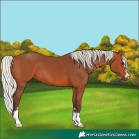 Horse Color:Silver Bay 