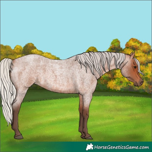 Horse Color:Silver Bay Roan