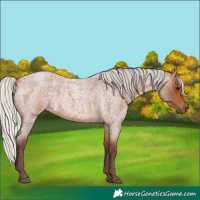 Horse Color:Silver Bay Roan 