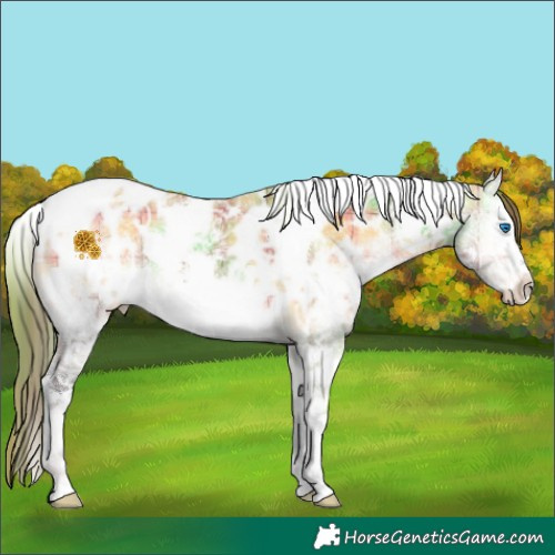 Horse Color:Plaid  White Spotted Buckskin Ice Onyx Splash Tobiano Appaloosa 