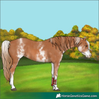 Horse Color:White Spotted Chestnut 