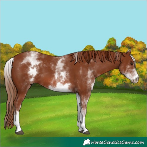 Horse Color:White Spotted Chestnut 