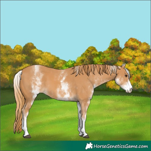 Horse Color:White Spotted Chestnut 