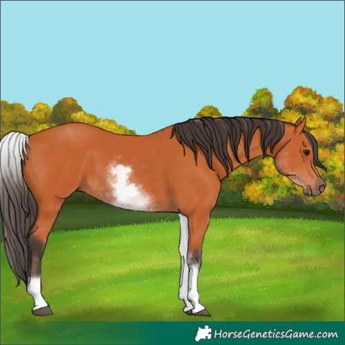 Horse Color:White Spotted Bay 