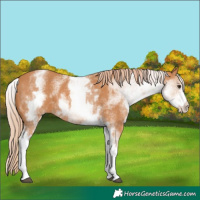 Horse Color:White Spotted Chestnut 