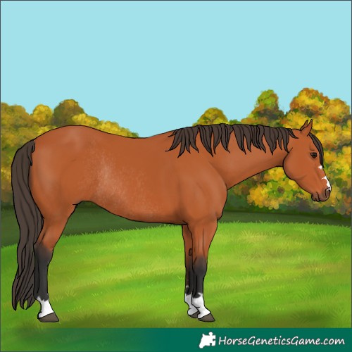 Horse Color:Bay Rabicano 