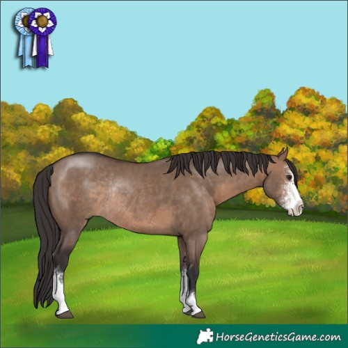 Horse Color:Brown Dun Sabino Rabicano 