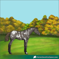 Horse Color:White Spotted Smoky Grullo Varnish 
