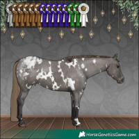 Horse Color:White Spotted Smoky Grullo Appaloosa 